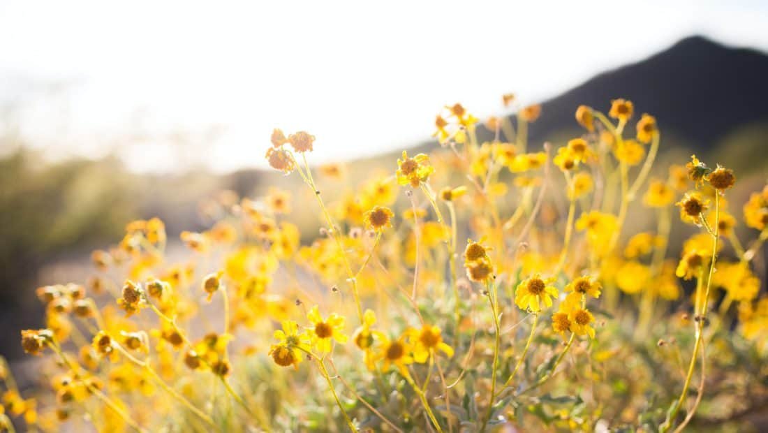 Close-up photo of yellow flowers.